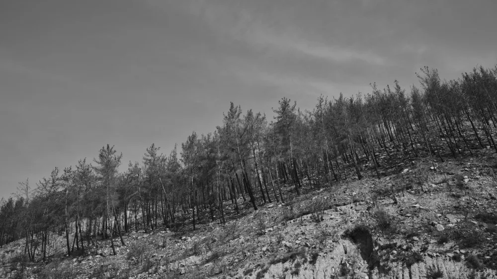 akyurt, engin: image of a forest after a fire