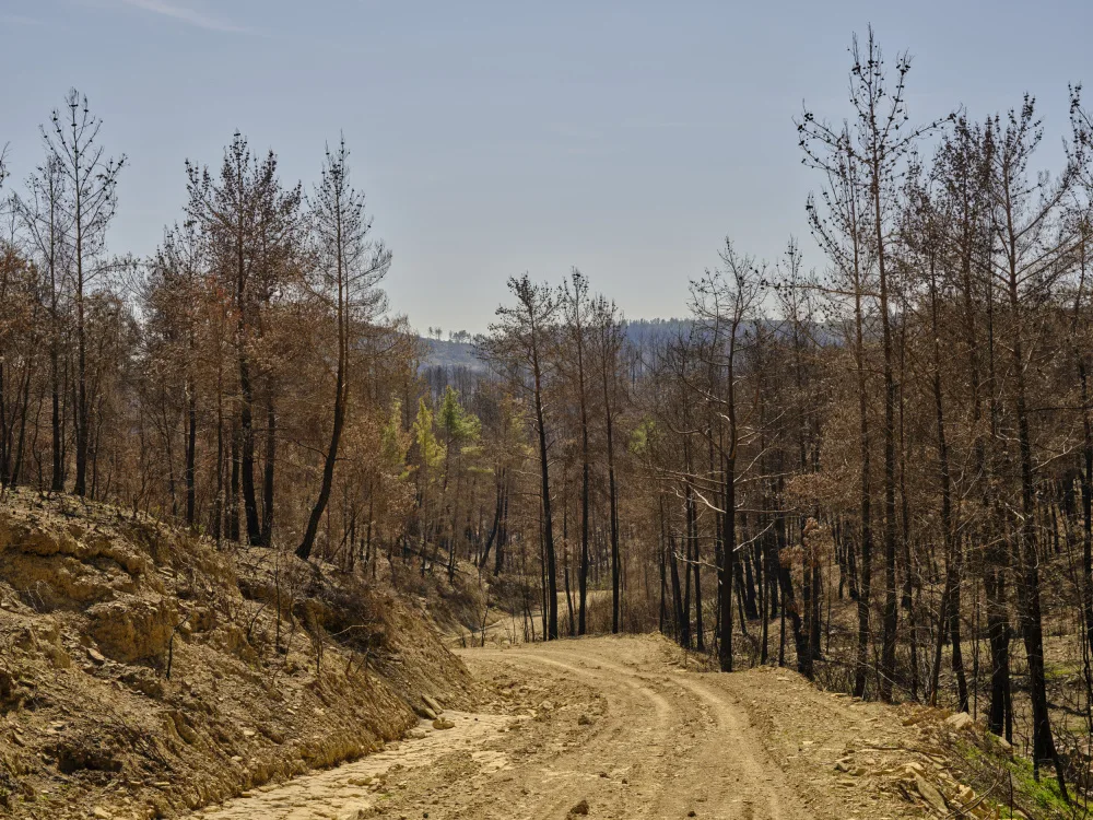akyurt, engin: Verbrannte Bäume im Wald