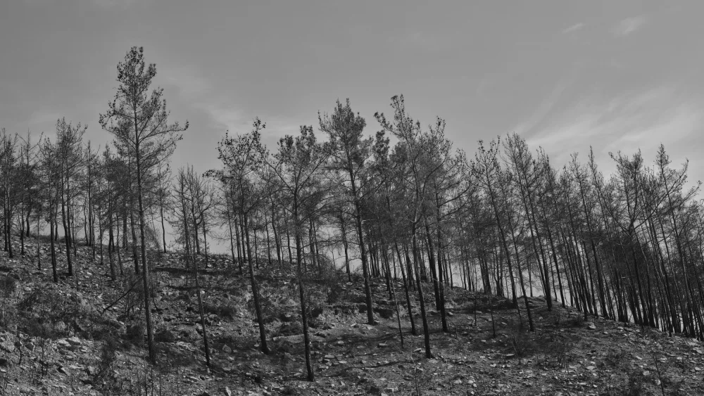 akyurt, engin: alberi bruciati nella foresta