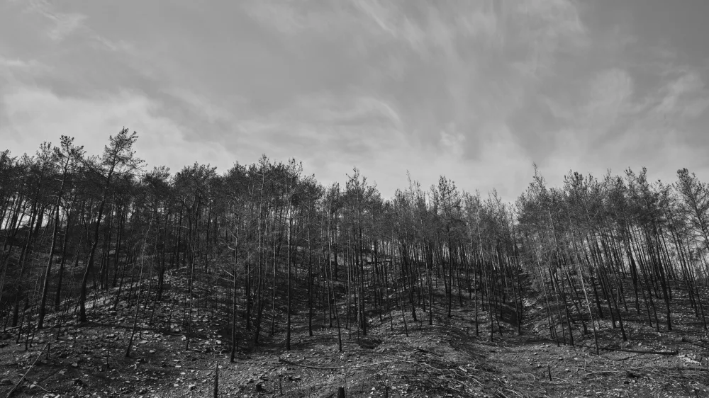 akyurt, engin: image of a forest after a fire