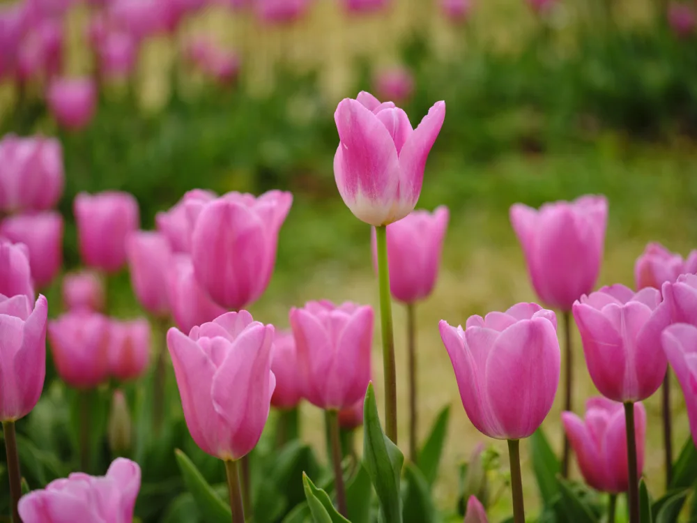 akyurt, engin: Tulipani rosa