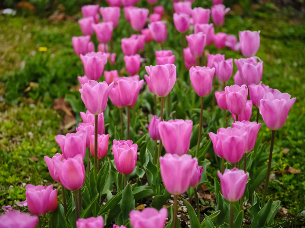 akyurt, engin: Tulipani rosa