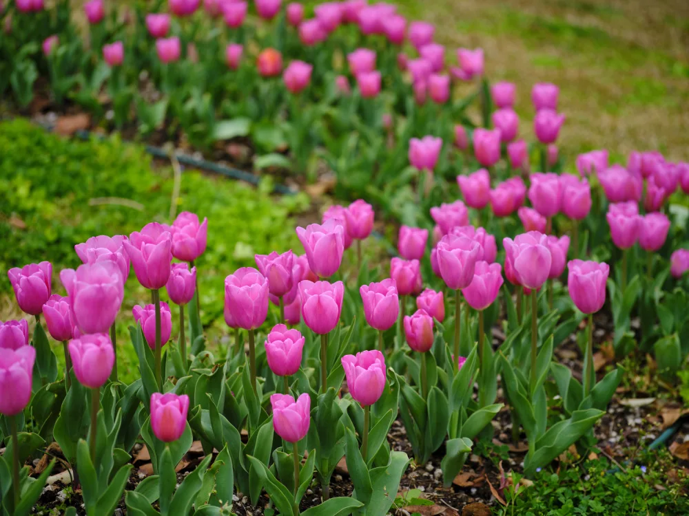 akyurt, engin: Tulipani rosa