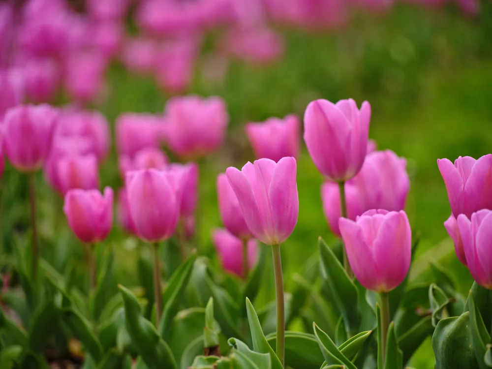akyurt, engin: Tulipani rosa
