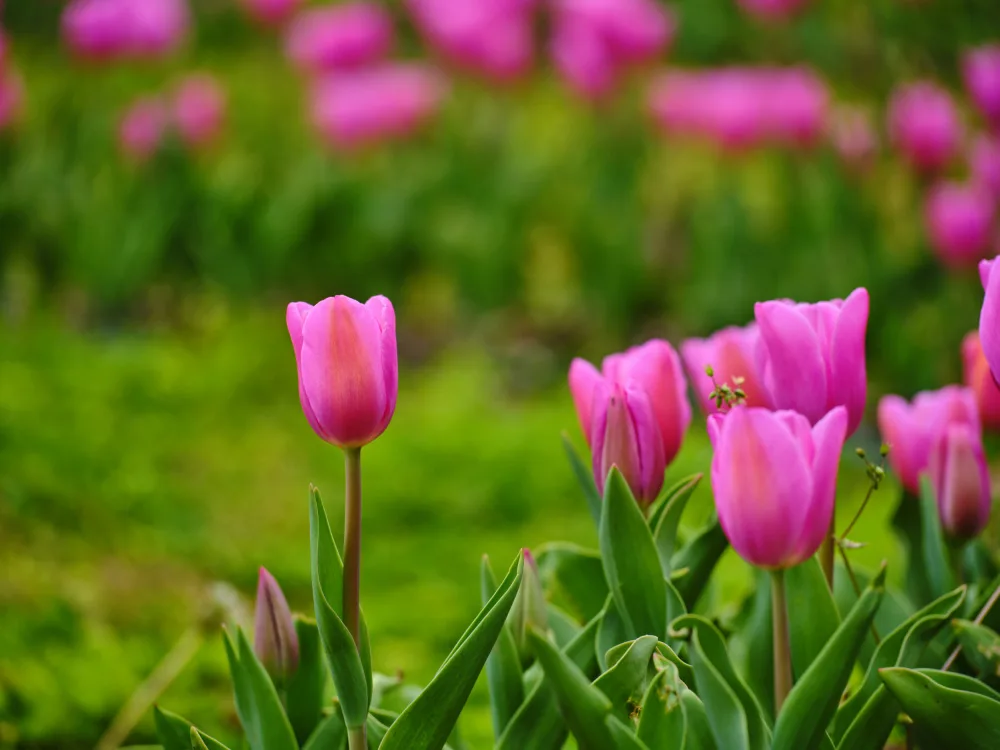 akyurt, engin: Tulipani rosa