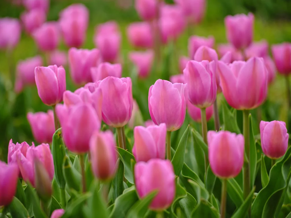 akyurt, engin: Tulipani rosa