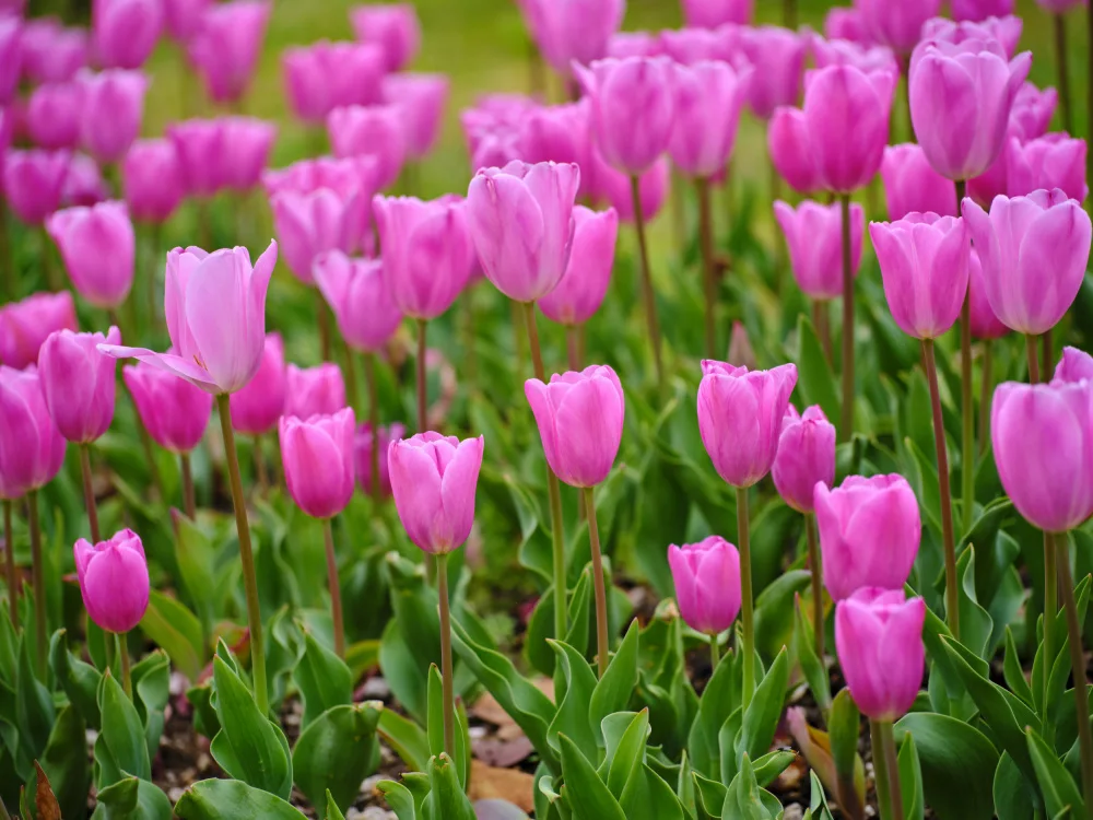 akyurt, engin: Rosa Tulpen