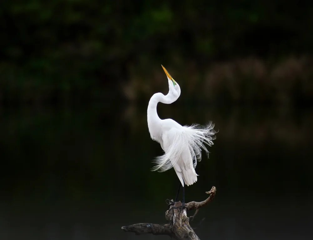 Gong, Yun: Egret in posing