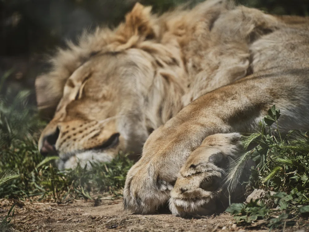akyurt, engin: a sleeping African male lion
