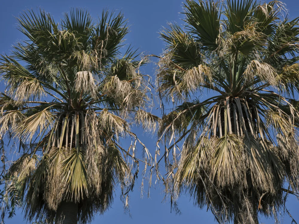 akyurt, engin: palme