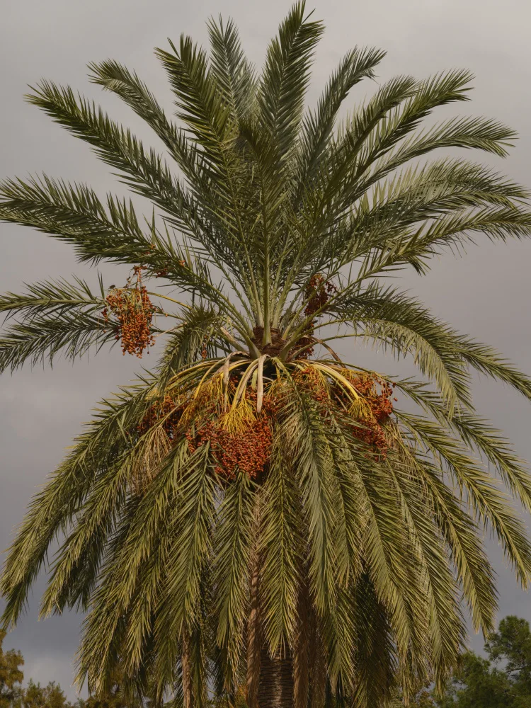 akyurt, engin: palmiers