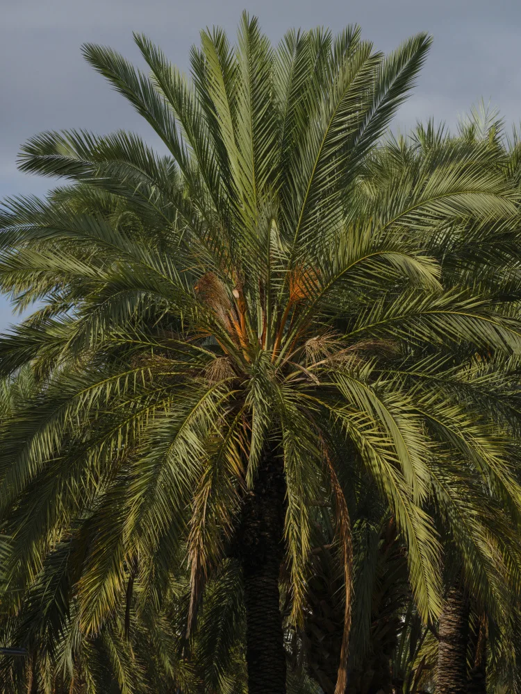 akyurt, engin: palme