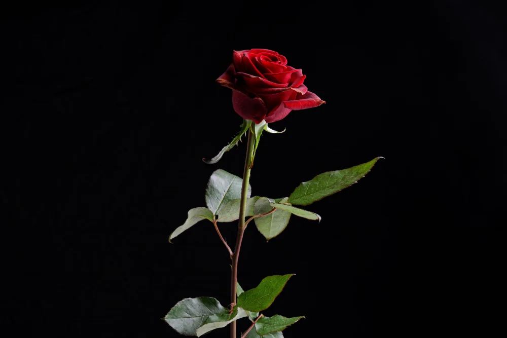 akyurt, engin: rosa rossa