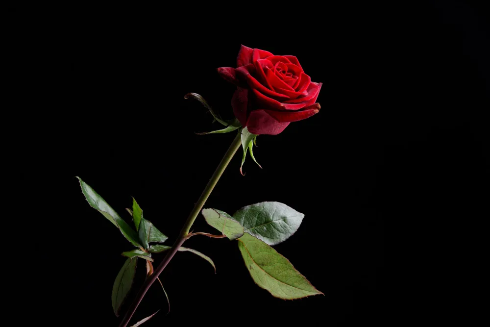 akyurt, engin: rosa rossa