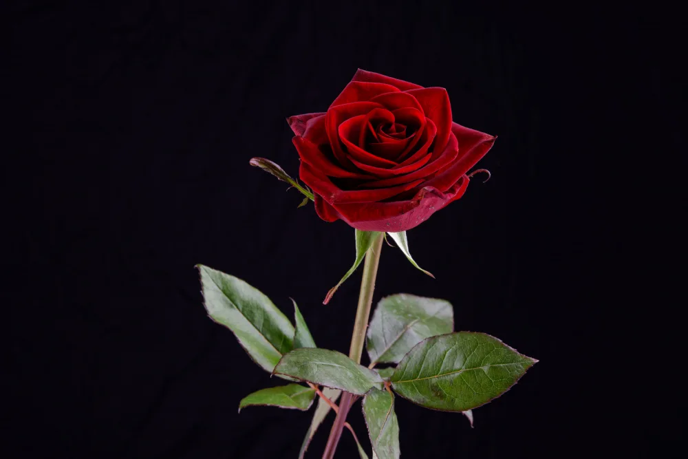 akyurt, engin: rosa rossa
