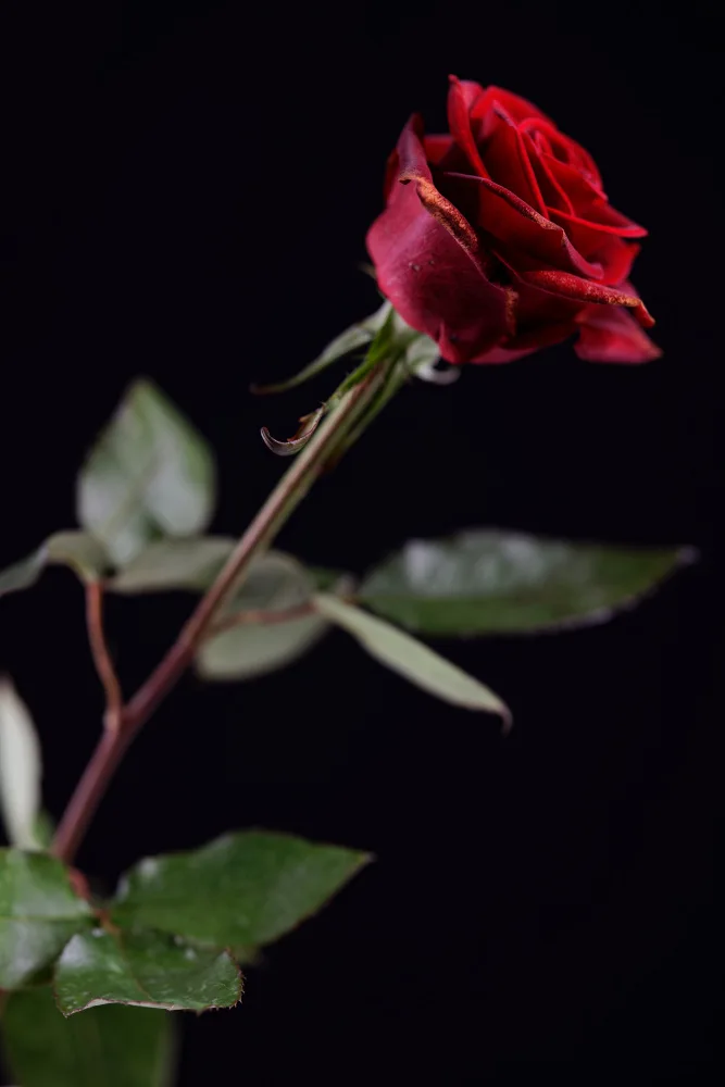 akyurt, engin: rosa rossa