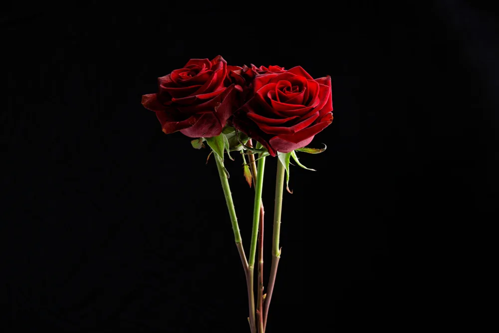 akyurt, engin: rosa rossa