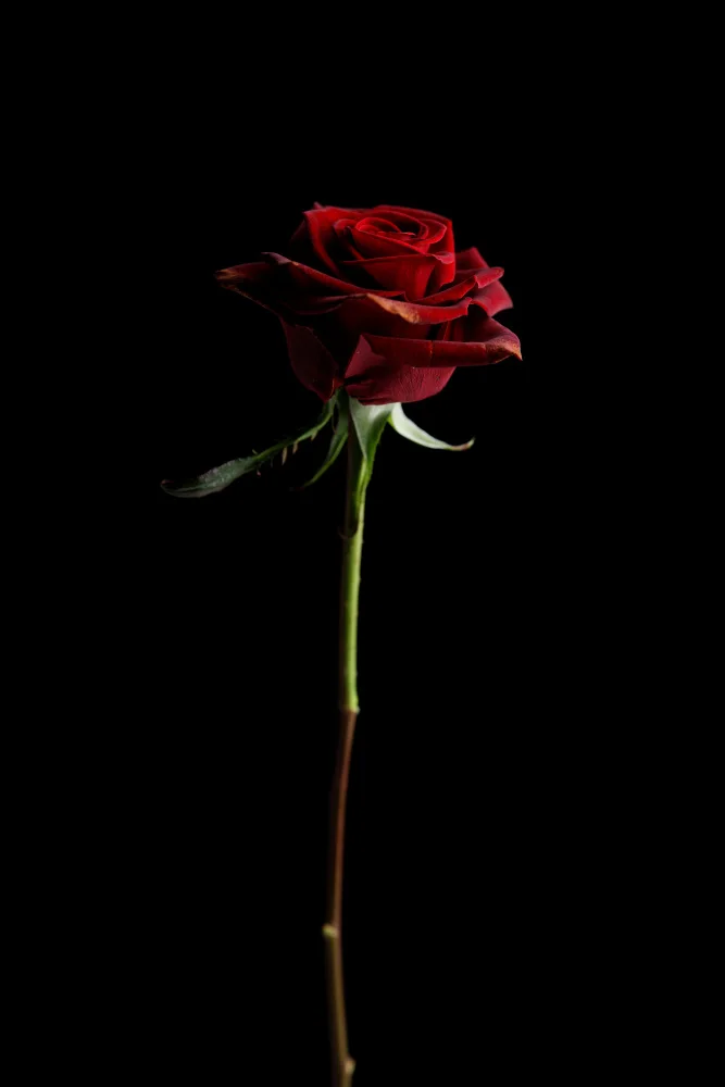 akyurt, engin: rosa rossa
