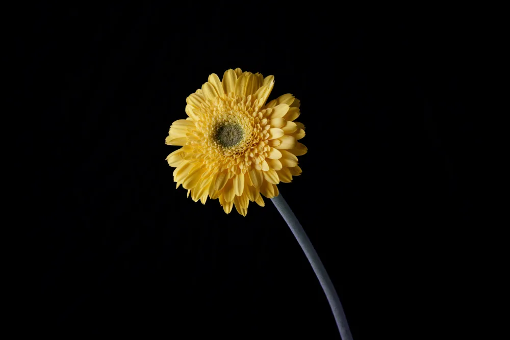 akyurt, engin: schöne Blume vor schwarzem Hintergrund