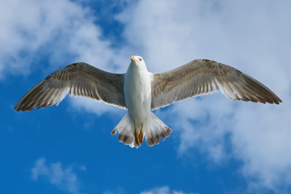 akyurt, engin: fliegende Möwe