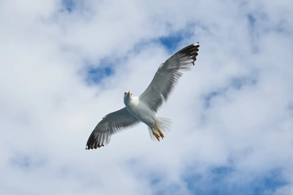 akyurt, engin: fliegende Möwe