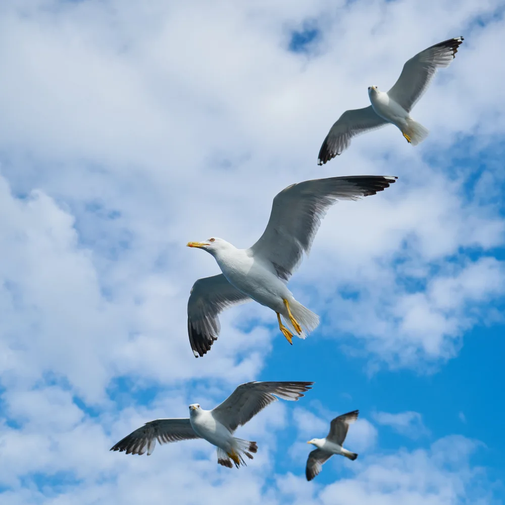 akyurt, engin: fliegende Möwe
