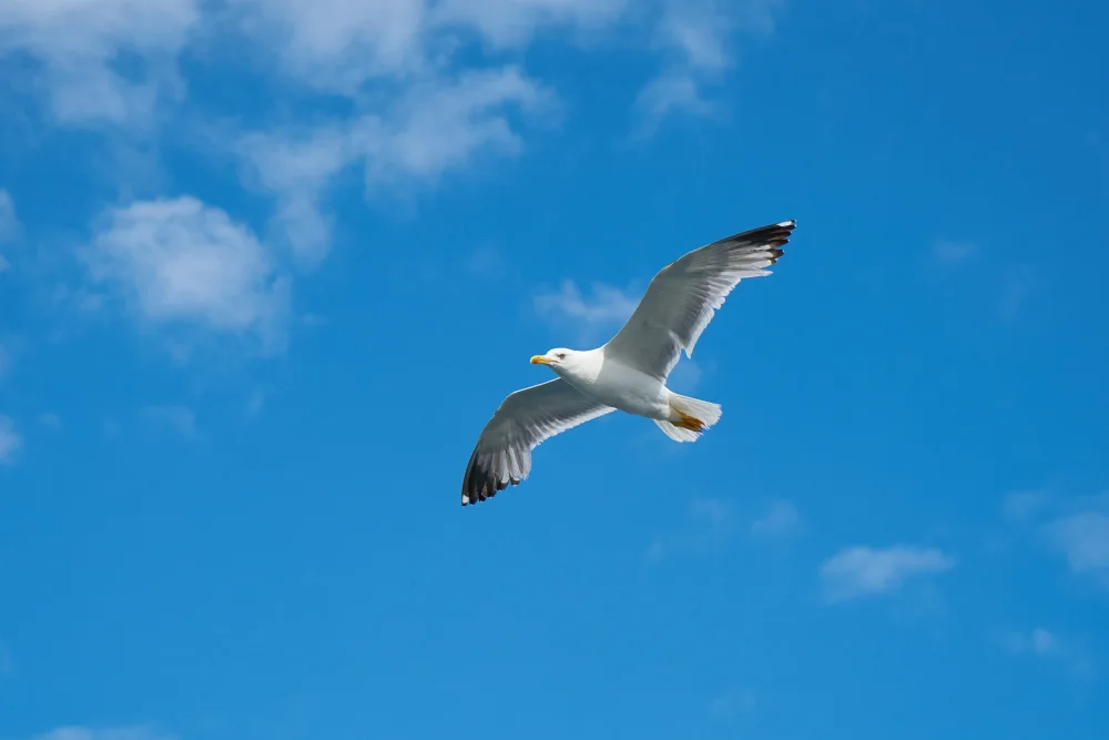 akyurt, engin: gabbiano in volo