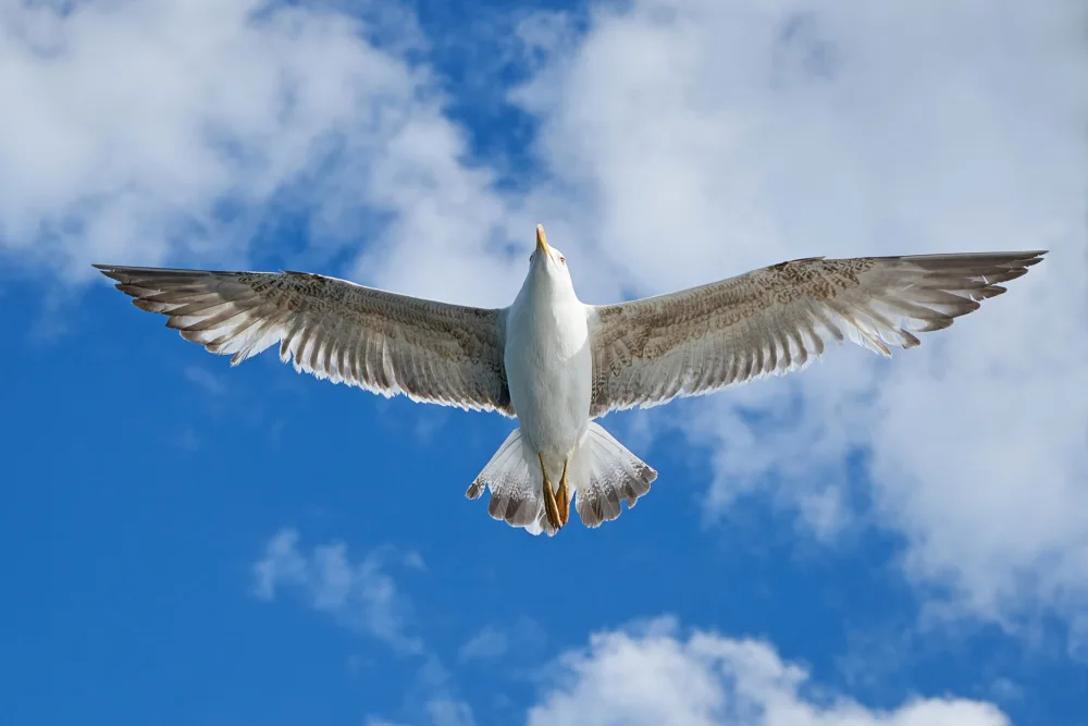 akyurt, engin: flying seagull