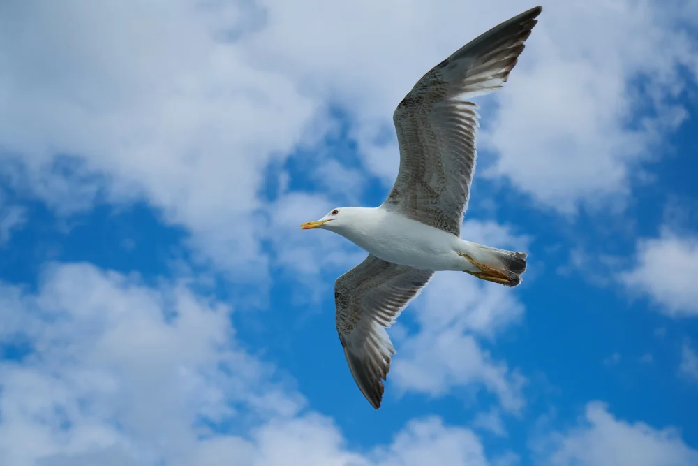 akyurt, engin: fliegende Möwe