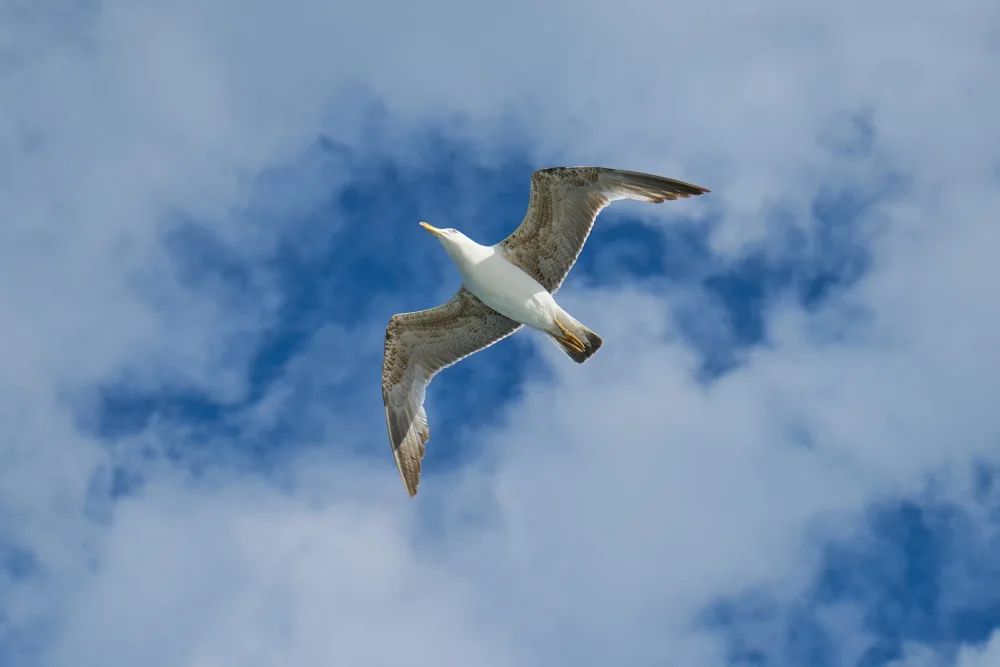 akyurt, engin: fliegende Möwe