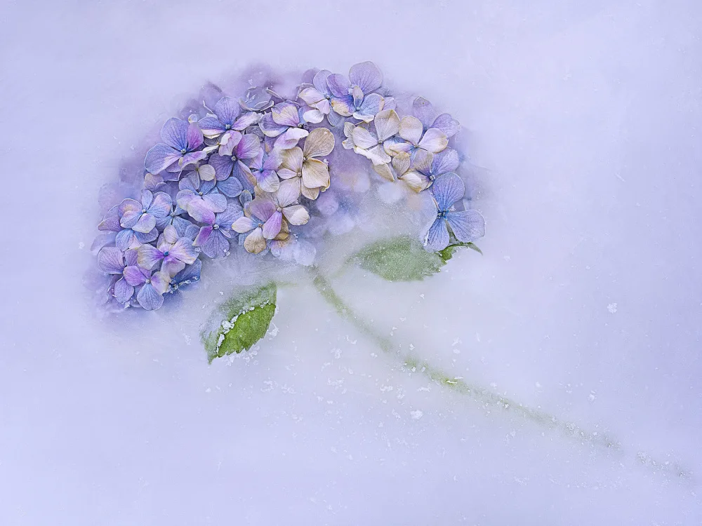 Uranga, Pedro: Hidrangen flower among the ice.
