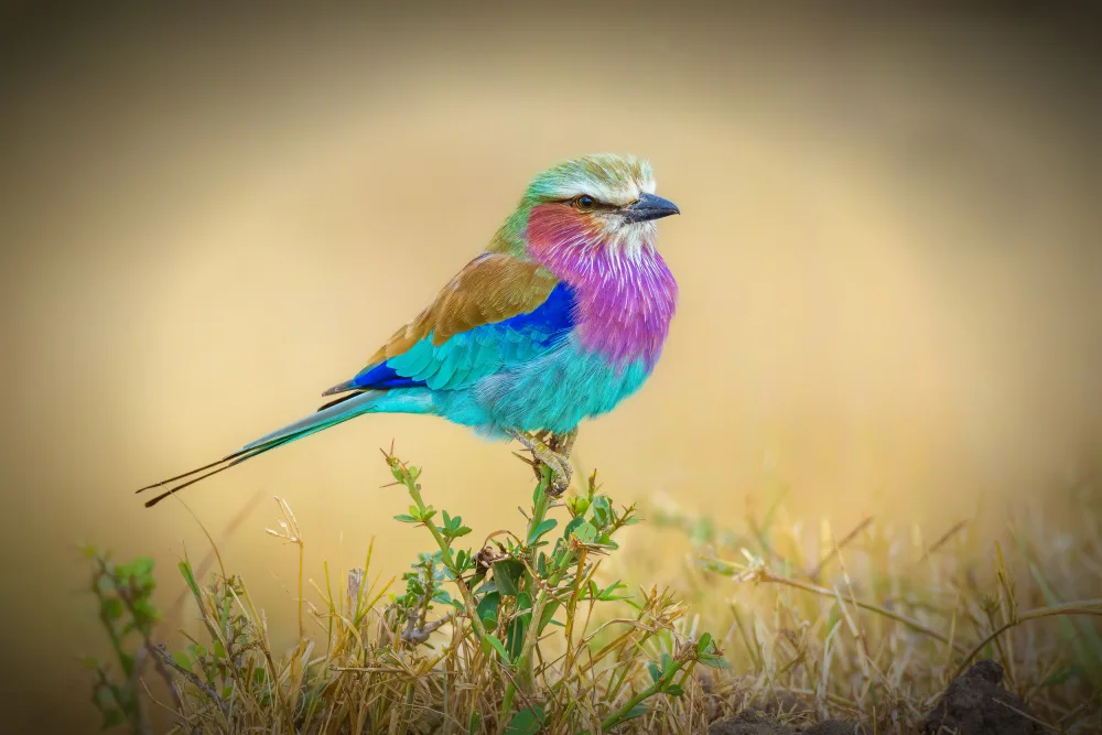 Sink, C. Jeffrey: Gefiederte Regenbogen
