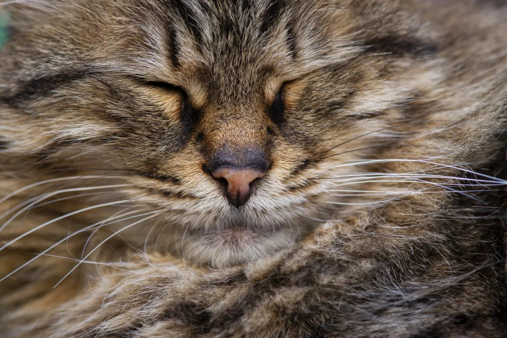 akyurt, engin: gatto carino