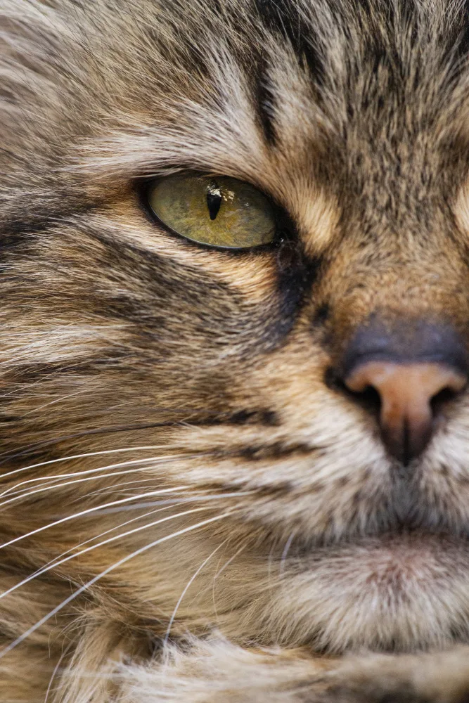 akyurt, engin: süße Katze