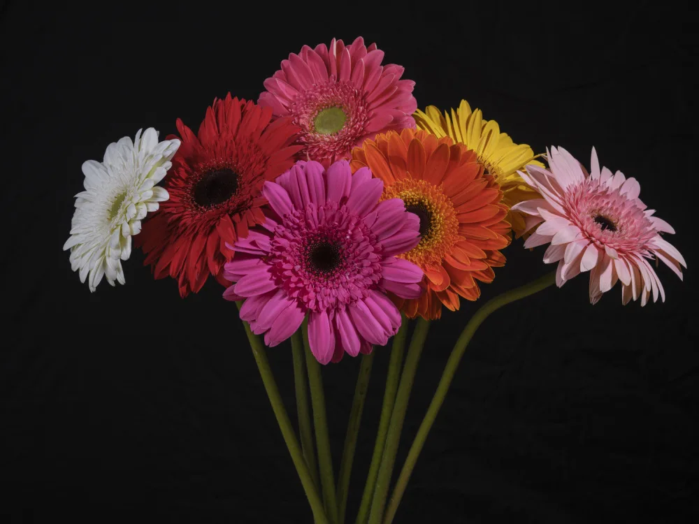 akyurt, engin: multicolored Gerbera flowers