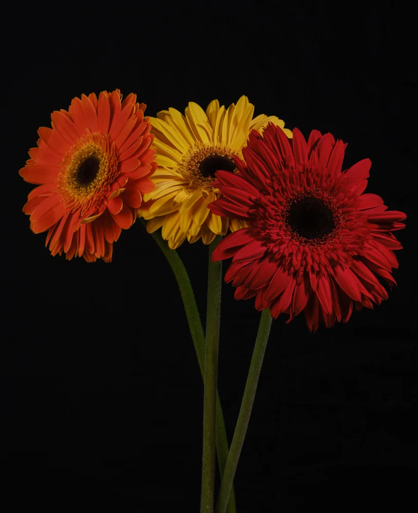 akyurt, engin: fleurs de gerbera multicolores