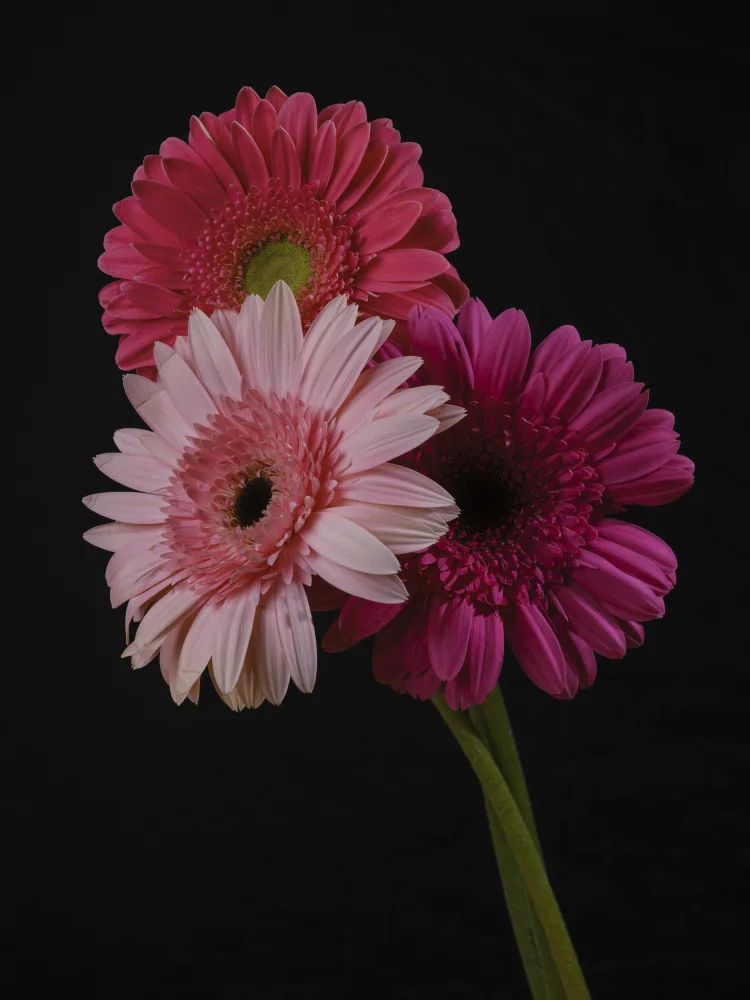 akyurt, engin: fiori di Gerbera multicolori