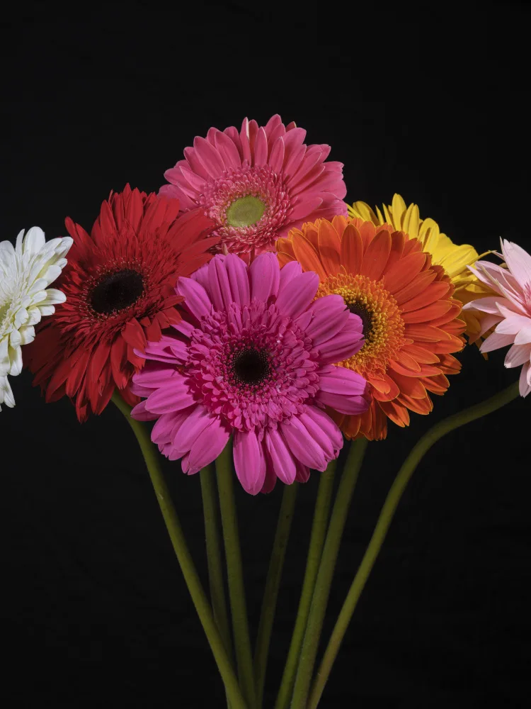 akyurt, engin: Bunte Gerbera-Blüten