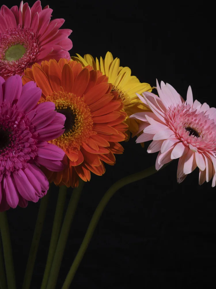 akyurt, engin: fleurs de gerbera multicolores