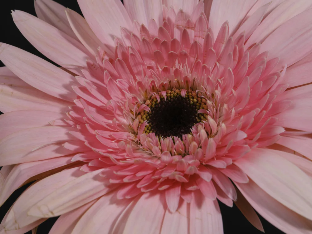 akyurt, engin: schöne Blume