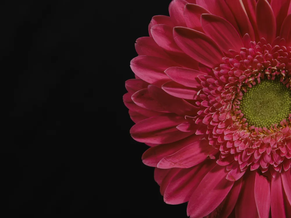 akyurt, engin: beautiful flower