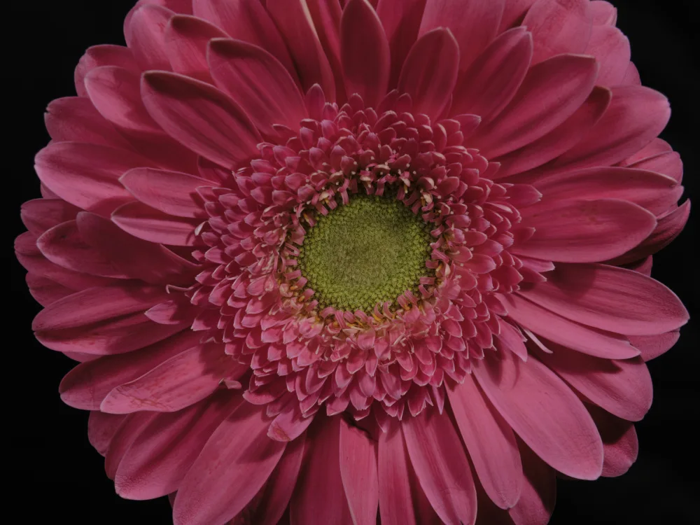akyurt, engin: schöne Blume