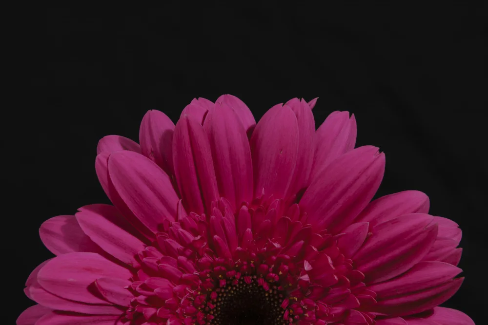 akyurt, engin: Belle fleur