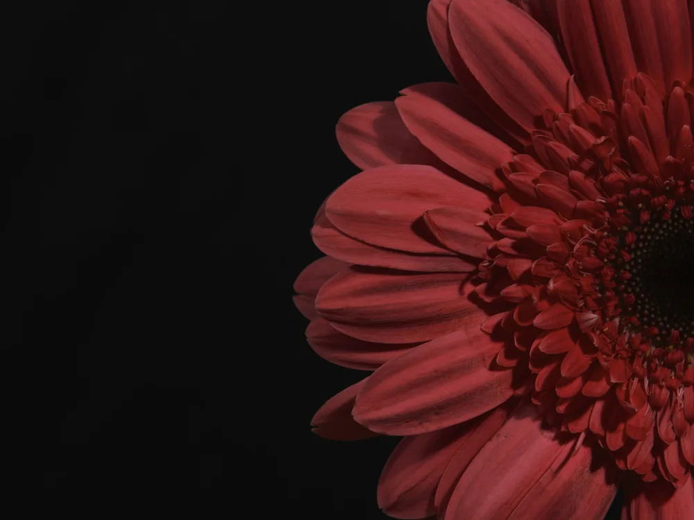 akyurt, engin: schöne Blume