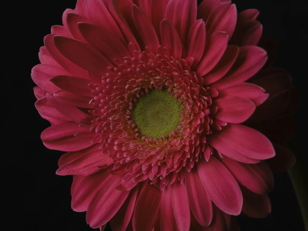 akyurt, engin: schöne Blume