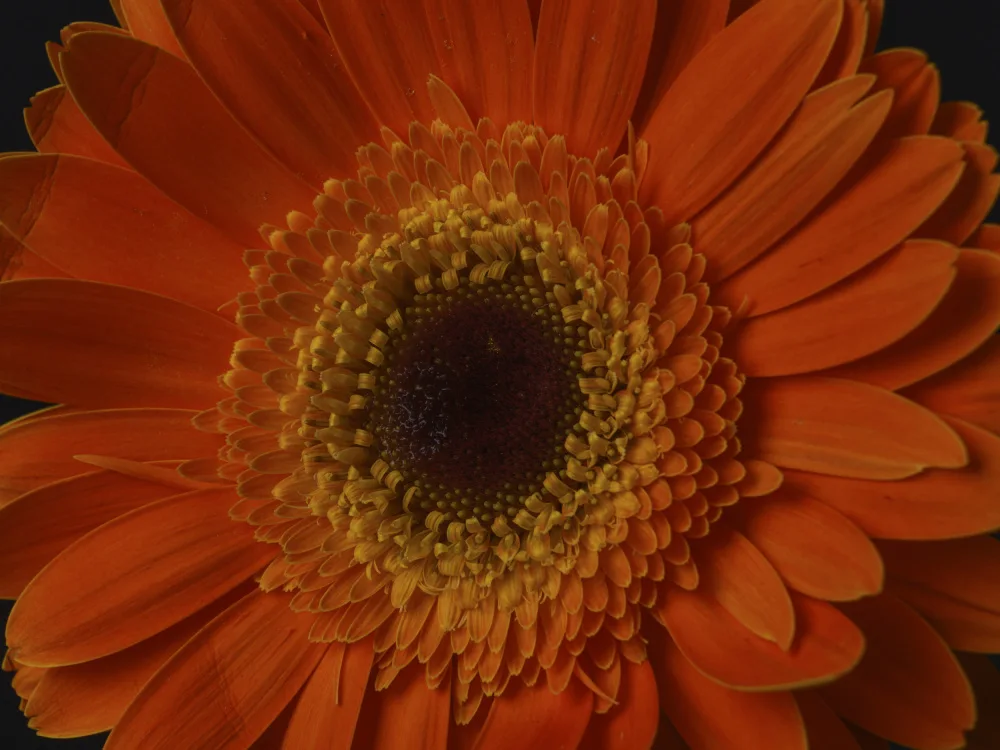 akyurt, engin: beautiful flower