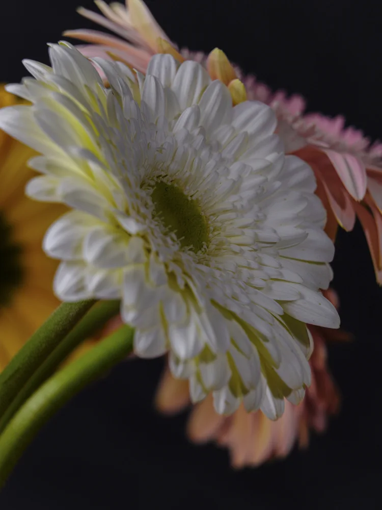 akyurt, engin: schöne Blumen