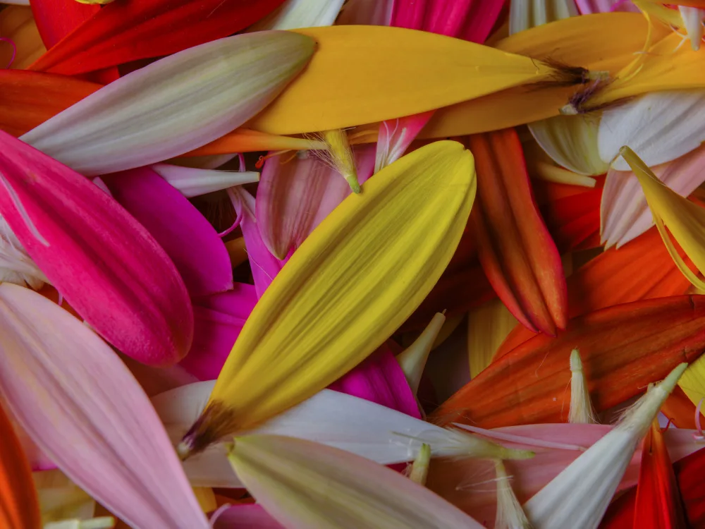 akyurt, engin: petali di fiori colorati