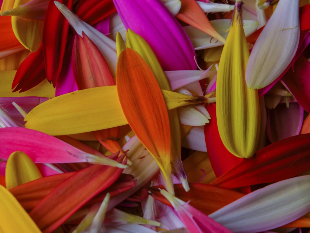 akyurt, engin: pétales de fleurs colorées