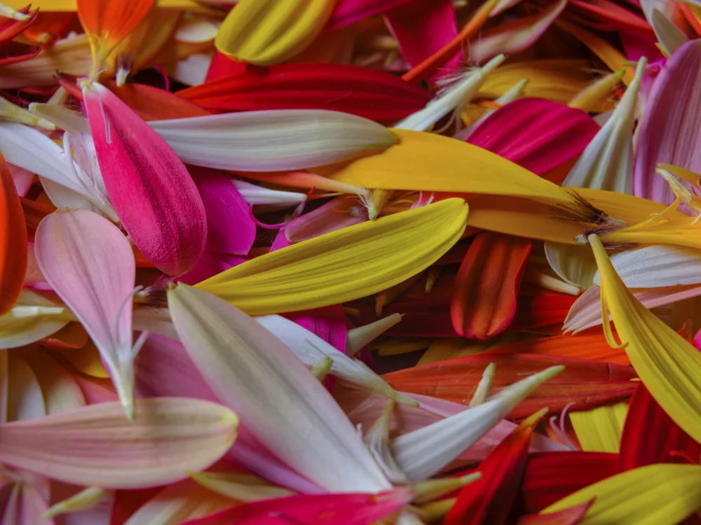akyurt, engin: petali di fiori colorati